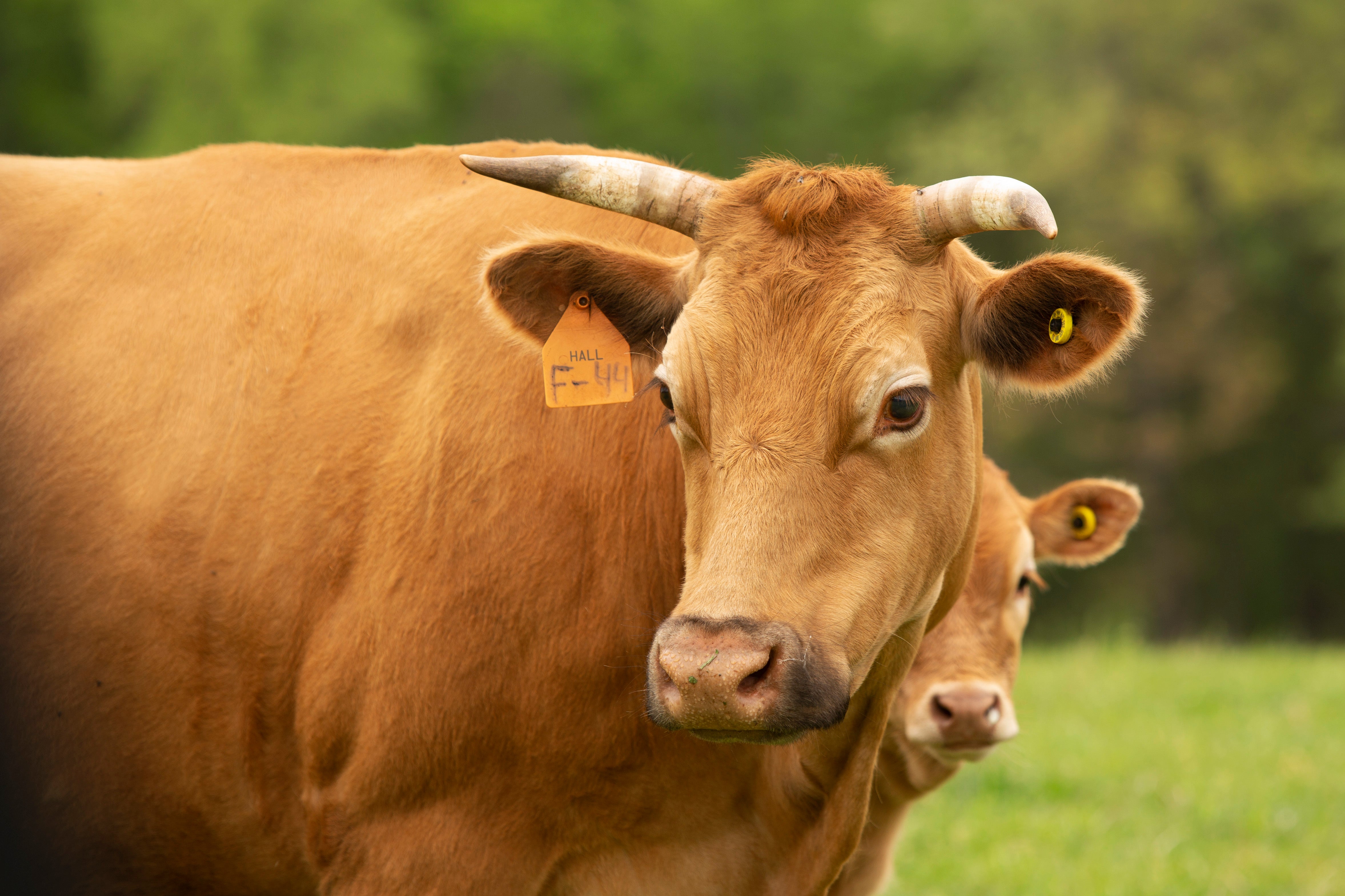 Wagyu Vs Kobe: The Difference Between Wagyu and Kobe Beef Explained â Hall Farmstead